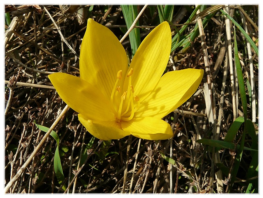 Sternbergia lutea(Cyclamen hederifolium, Biarum tenuifolium)